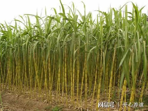 甘蔗的功效与作用及禁忌