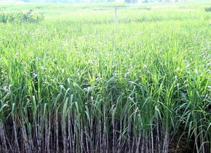 春甘蔗虽甘甜，鲜食莫大意——谨防霉变中毒