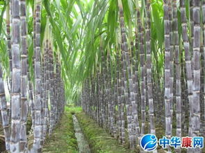 甘蔗皮的功效与作用 被忽视的养生宝藏